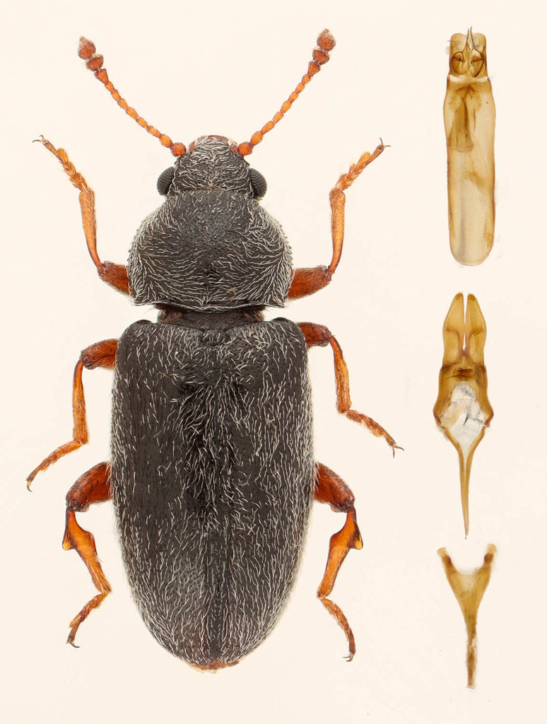 Telmatophilus americanus