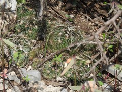 Coryphantha neglecta