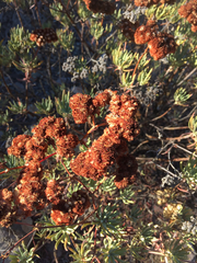 Eriogonum arborescens