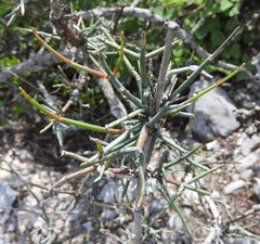 Ephedra compacta