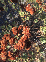 Eriogonum arborescens