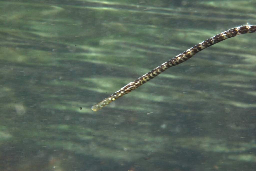 Knifesnout pipefish (Hypselognathus rostratus) — Syngnathidae