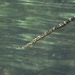 Knifesnout Pipefish - Photo (c) David Spencer Muirhead, some rights reserved (CC BY-NC), uploaded by David Spencer Muirhead