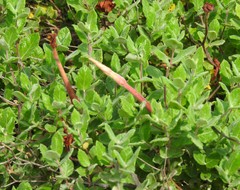 Mandevilla lanuginosa