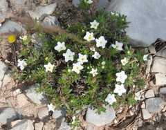Euploca confertifolia