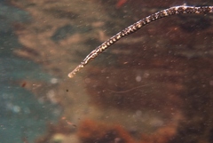 Knife-Snouted Pipefish photo 3