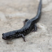 Western Slimy Salamander - Photo (c) Andy Kraemer, some rights reserved (CC BY-NC)