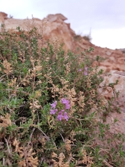Thymus saturejoides