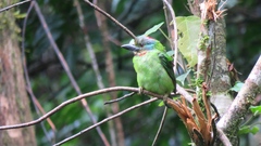 Mountain Barbet photo 3