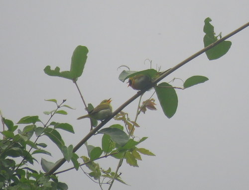 Hemithraupis guira