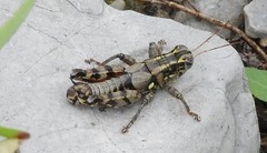 Agroecotettix modestus