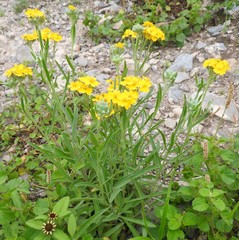 Psilostrophe gnaphalodes