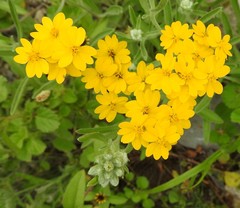 Psilostrophe gnaphalodes