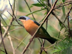 Pipraeidea melanonota