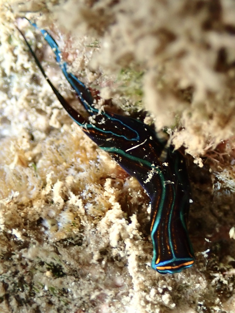 T-bar Swallowtail