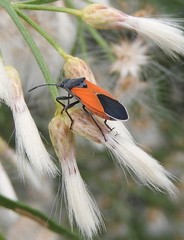 Melanopleurus bicolor