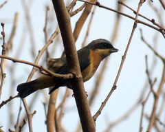Pipraeidea melanonota