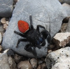 Phidippus