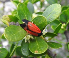 Lepidoptera