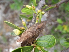 Magusa divaricata