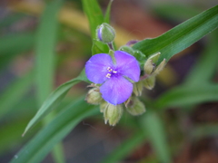 Tradescantia × andersoniana
