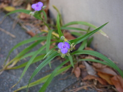 Tradescantia × andersoniana