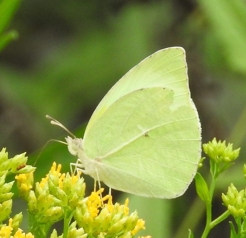 Lyside Sulphur