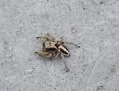 Habronattus virgulatus