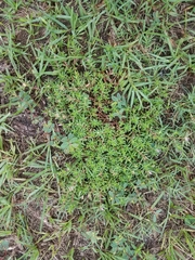 Polypremum procumbens