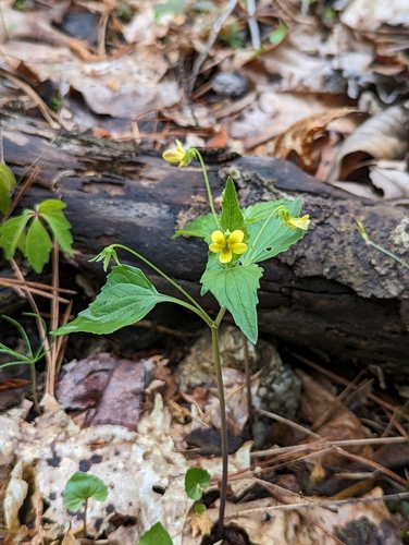 southern wedge-leaf violet (Viola tenuipes)
