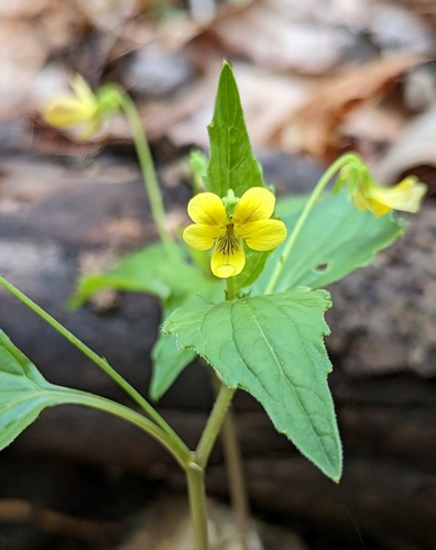 Image of Viola tenuipes by no rights reserved