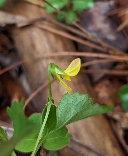 Image of Viola tenuipes by no rights reserved