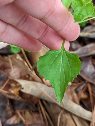 Image of Viola tenuipes by no rights reserved
