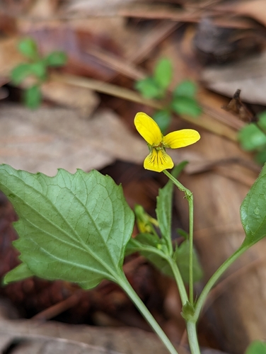 Image of Viola tenuipes by no rights reserved