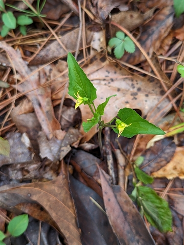 Image of Viola tenuipes by no rights reserved