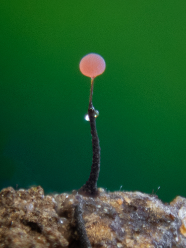 Representative image of Clastodermataceae