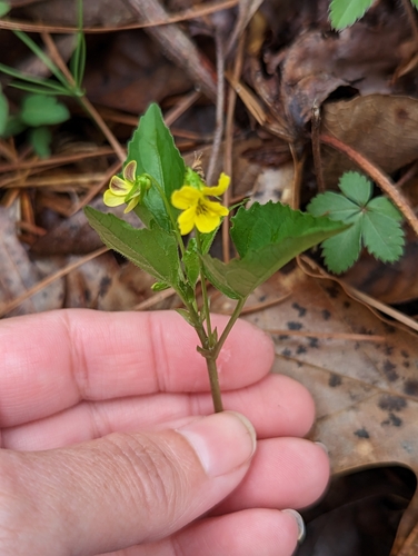 Image of Viola tenuipes by no rights reserved