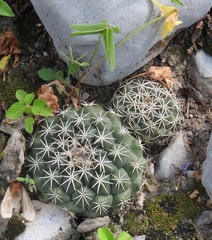 Coryphantha salinensis