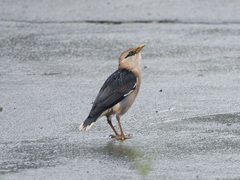 Acridotheres leucocephalus