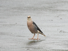 Acridotheres leucocephalus