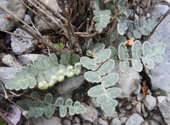 Astrolepis crassifolia
