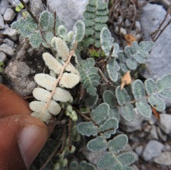 Astrolepis crassifolia