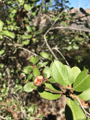 Ceanothus megacarpus insularis