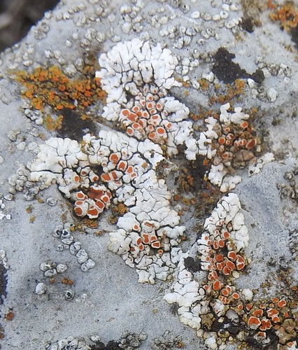 Haematomma fenzlianum image