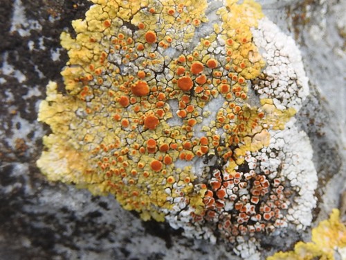 Caloplaca eugyra image
