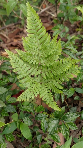 Dryopteris formosana iNat (2)