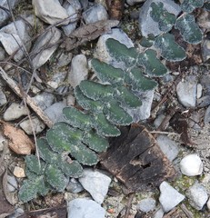 Astrolepis crassifolia
