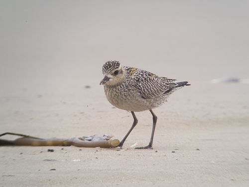 Tundra-Goldregenpfeifer (Pluvialis fulva)