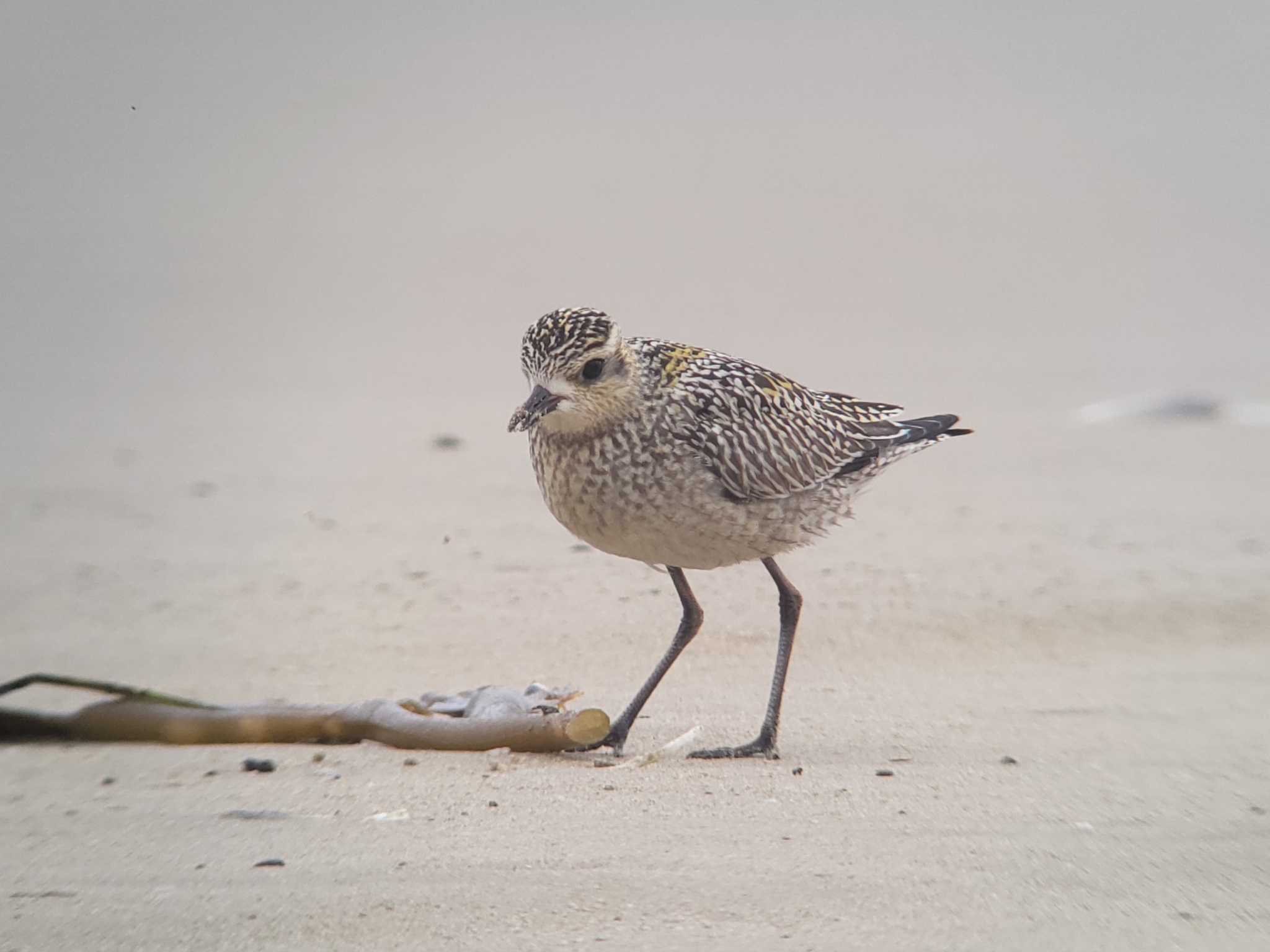Pacific Golden Plover (Pluvialis fulva)