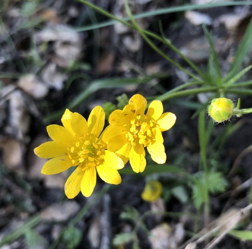 iNaturalist observation photo of California buttercup